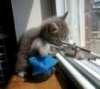 Ninja Kitty